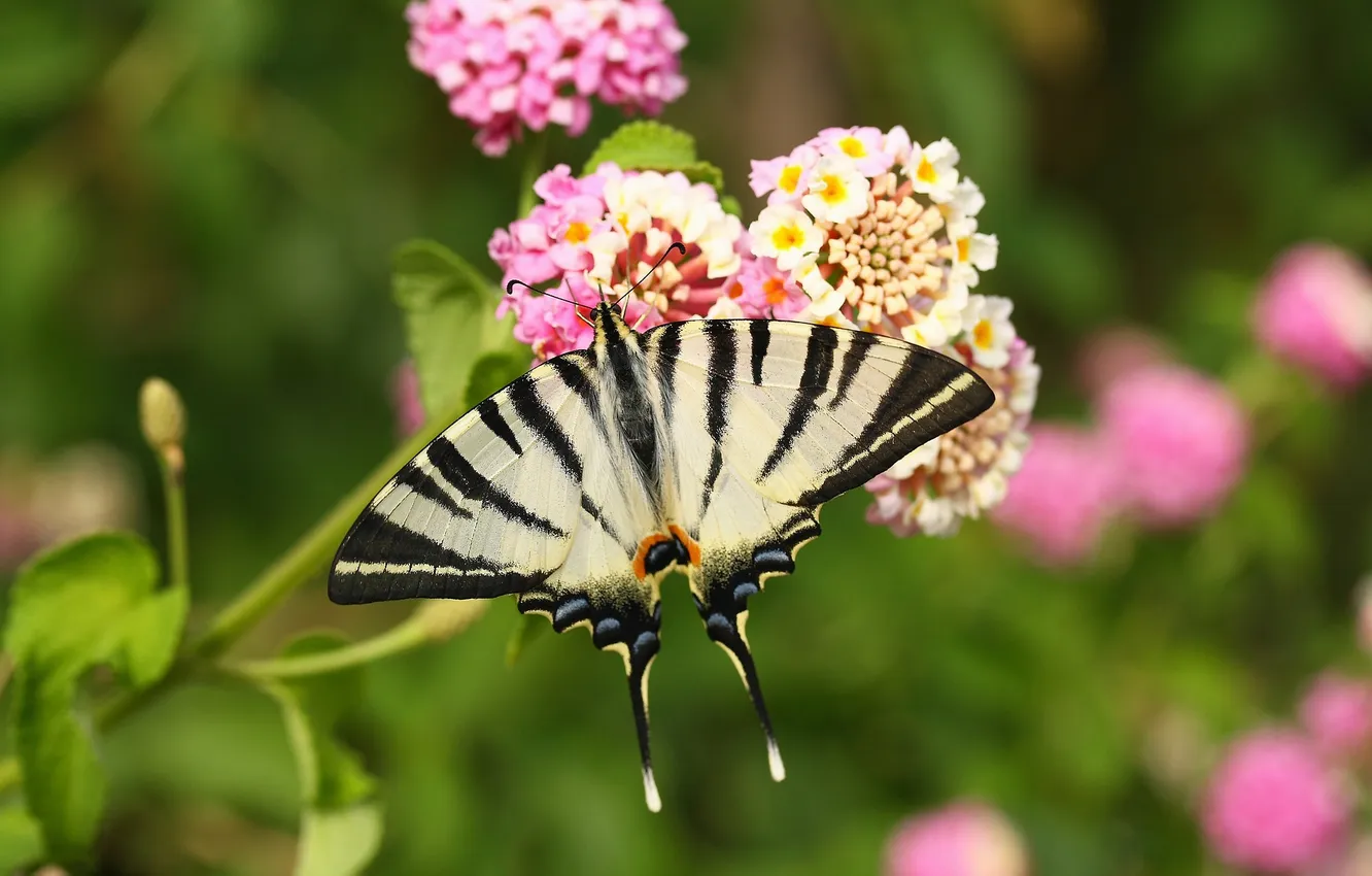 Photo wallpaper flowers, macro, butterfly, wings, beautiful, closeup