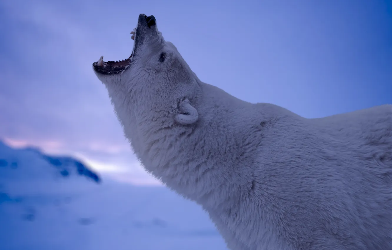 Photo wallpaper face, predator, mouth, polar bear