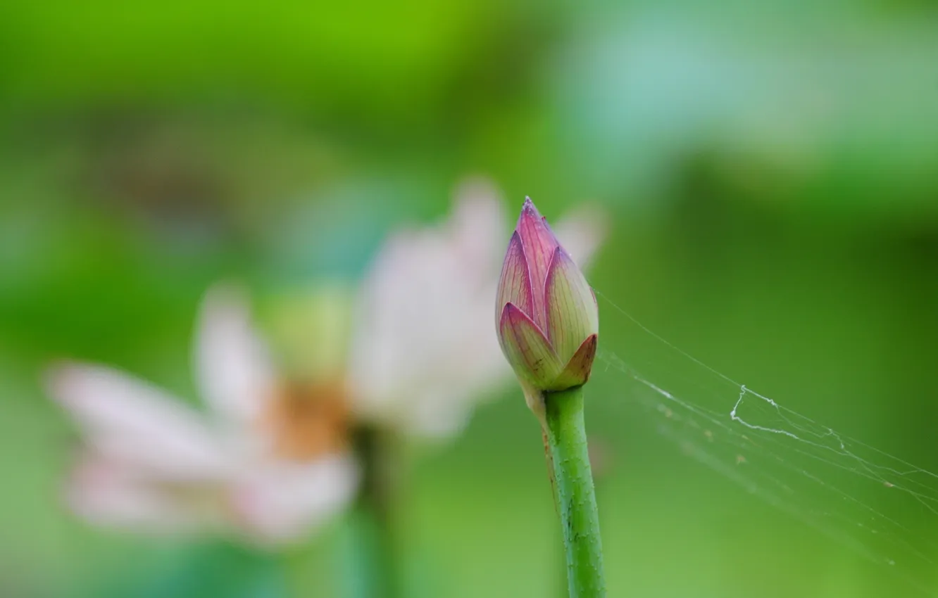 Photo wallpaper macro, flowers, nature, Lily