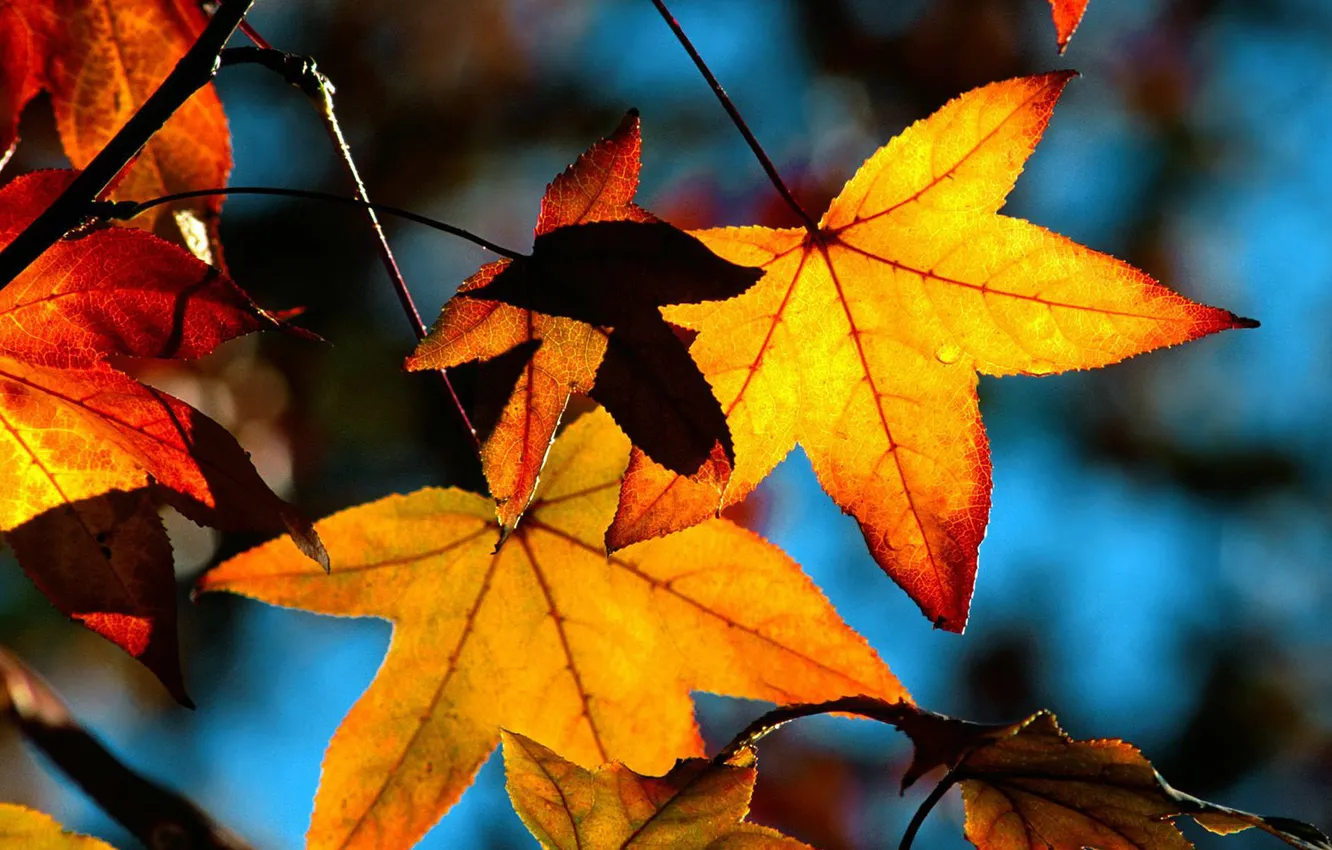 Photo wallpaper autumn, the sky, leaves, yellow, foliage, maple