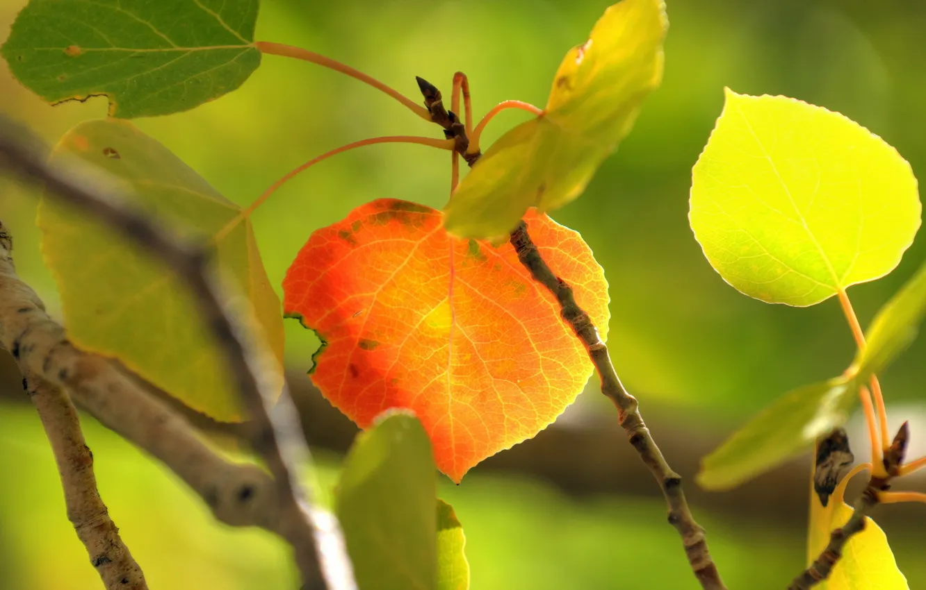 Photo wallpaper autumn, leaves, nature