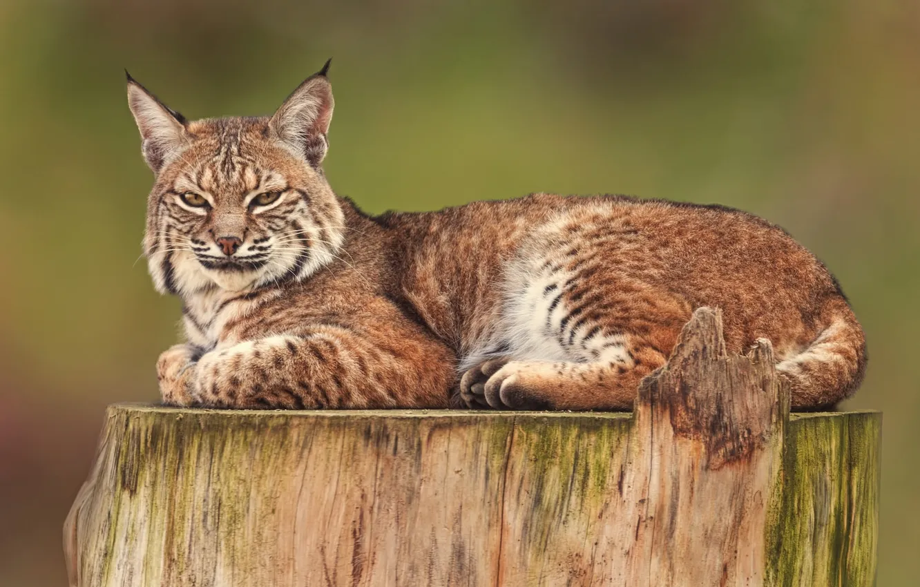 Photo wallpaper stump, lynx, wild cat