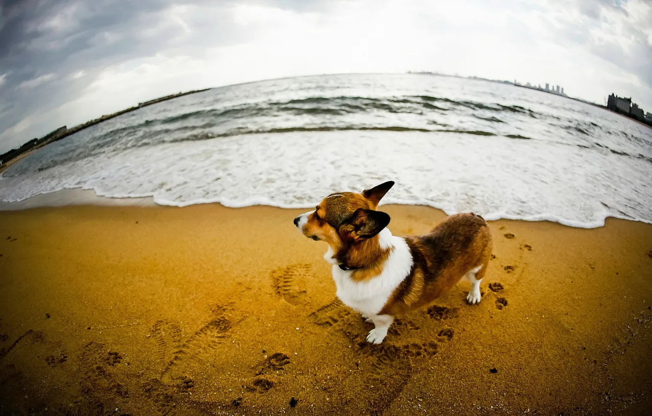 Photo wallpaper sand, river, dog