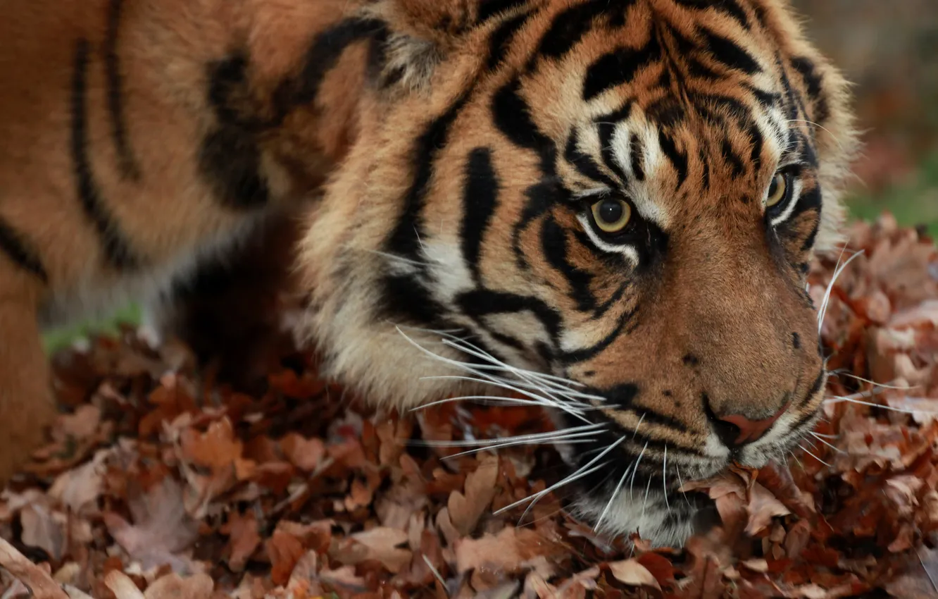 Photo wallpaper cat, look, face, leaves, tiger, Sumatran