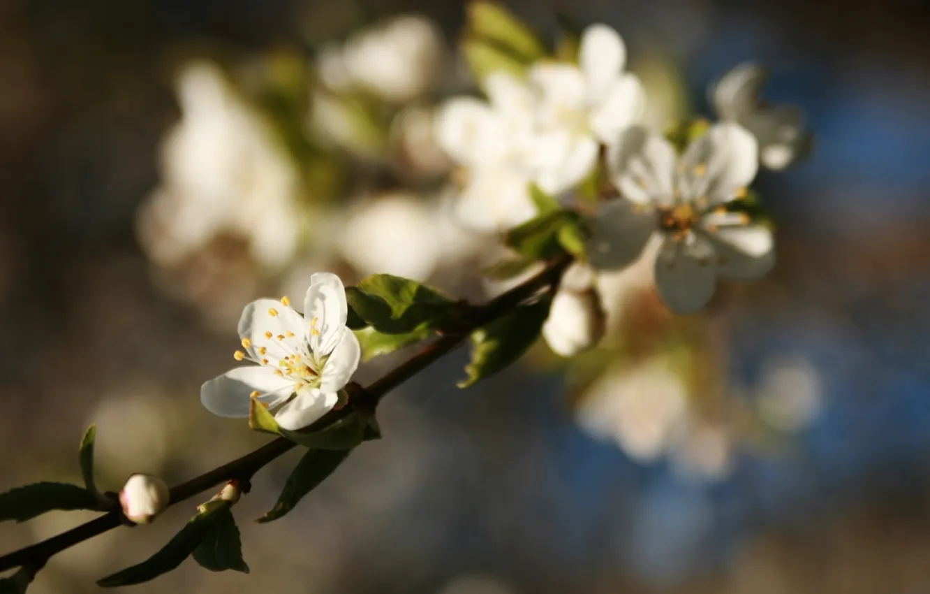 Photo wallpaper macro, flowers, branches, nature, cherry, spring, blur, white