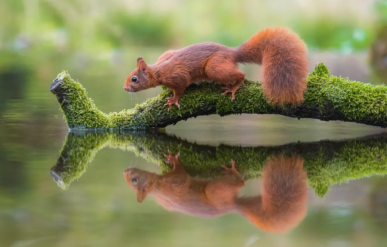 Photo wallpaper pose, reflection, moss, branch, protein, animal, red, log