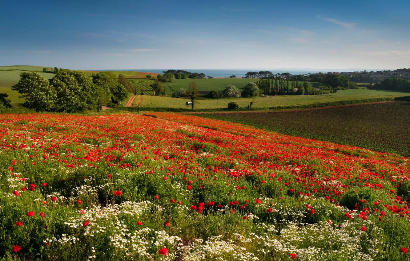 Photo wallpaper trees, flowers, field, England, Maki, chamomile, meadow, England