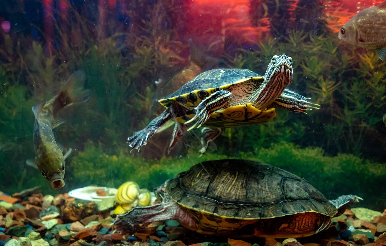 Photo wallpaper glass, fish, algae, aquarium, turtle, the bottom, underwater world, under water