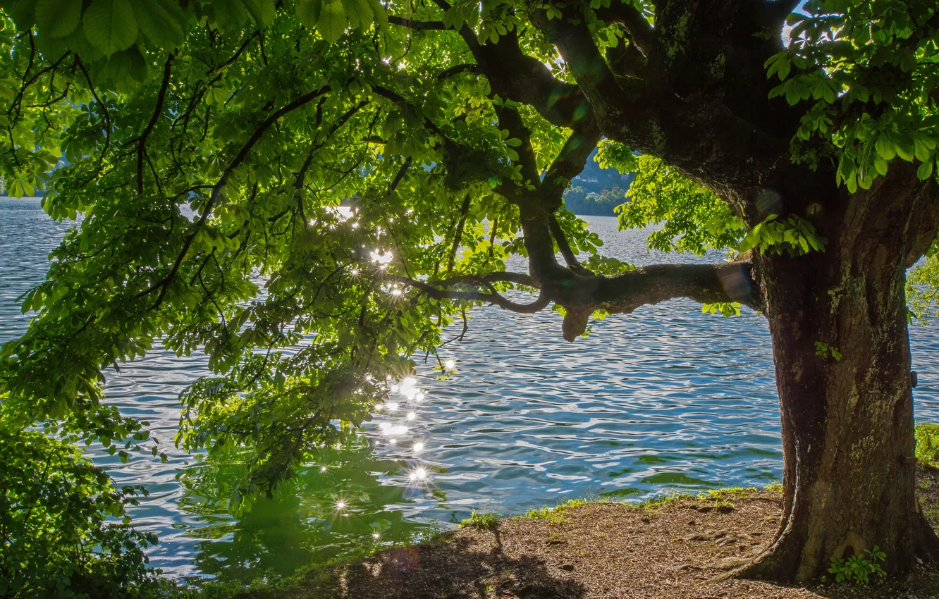 Photo wallpaper summer, glare, river, tree