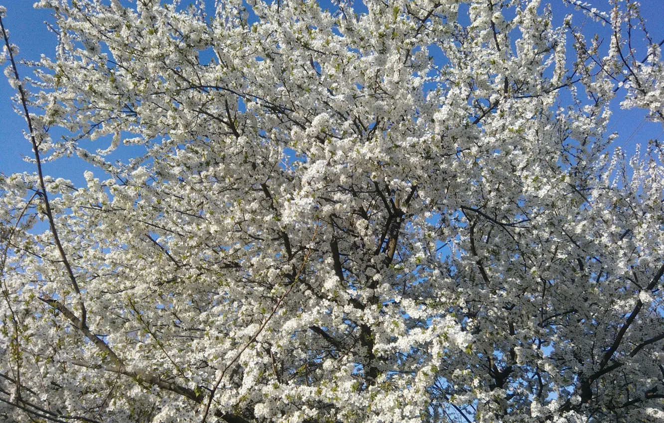 Photo wallpaper flowers, tree, spring, beautiful