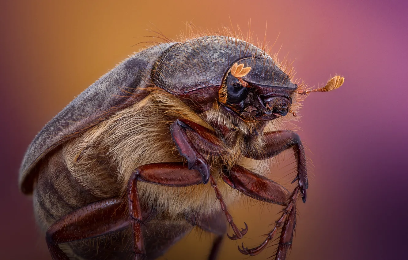 Photo wallpaper macro, background, beetle, insect, Scarab Beetle, Phyllophaga
