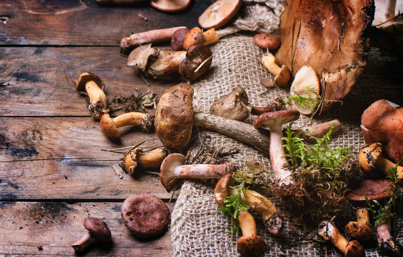 Photo wallpaper mushrooms, Board, different, a lot, burlap, edible, production of mushroom