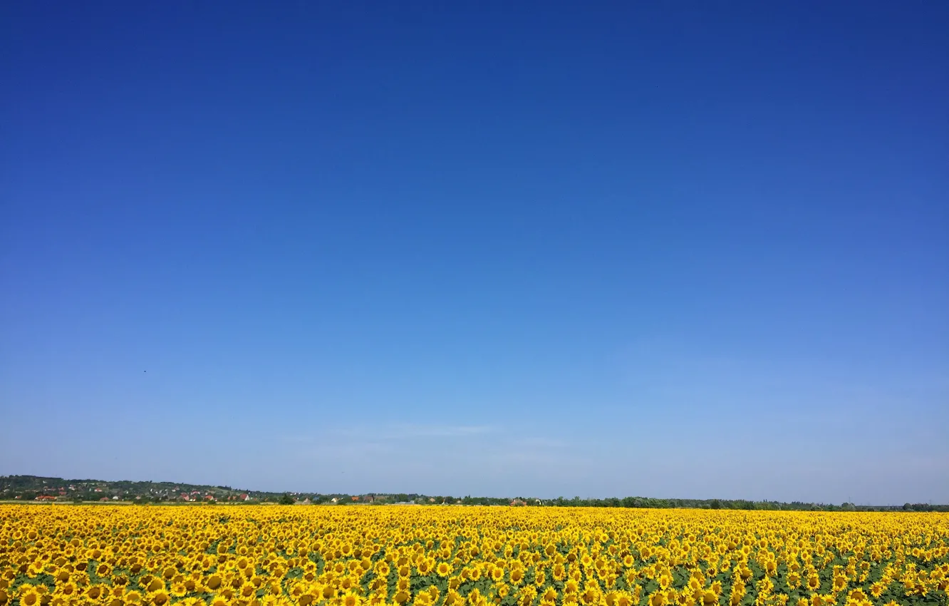 Photo wallpaper summer, beauty, space, summer, beauty, blue sky, blue sky, Sun Flower