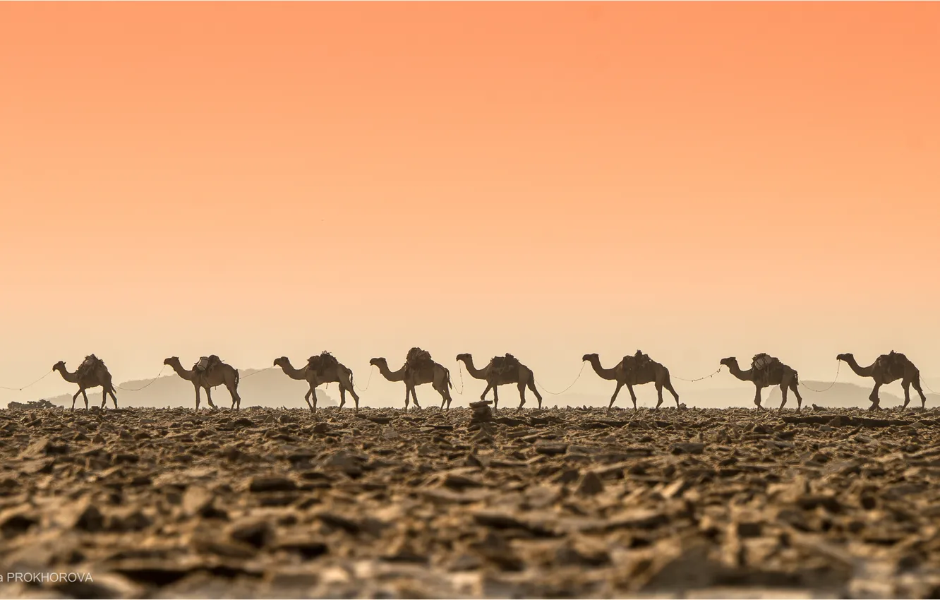 Photo wallpaper desert, heat, Caravan, camels