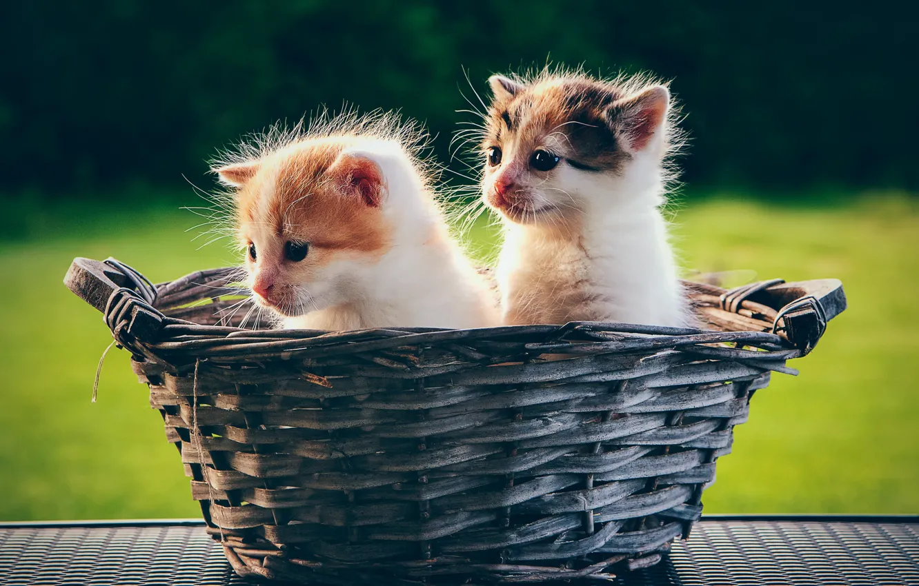 Photo wallpaper basket, kittens, kids