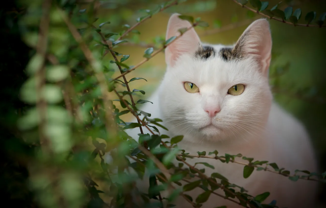 Photo wallpaper cat, look, leaves, branches, portrait, muzzle, beauty
