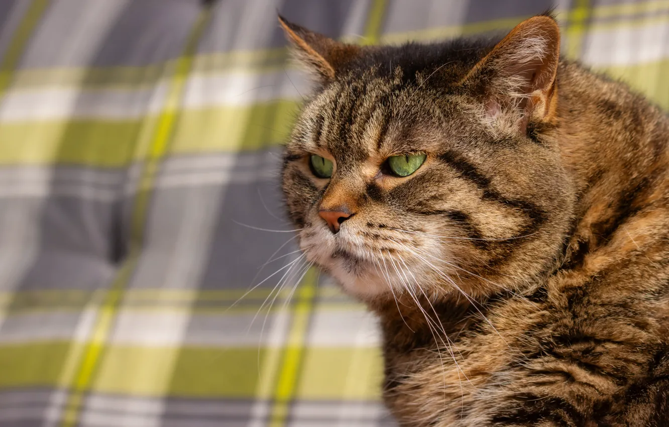 Photo wallpaper cat, cat, look, face, pose, grey, sofa, portrait