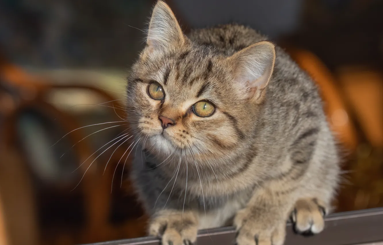 Photo wallpaper look, muzzle, kitty, bokeh