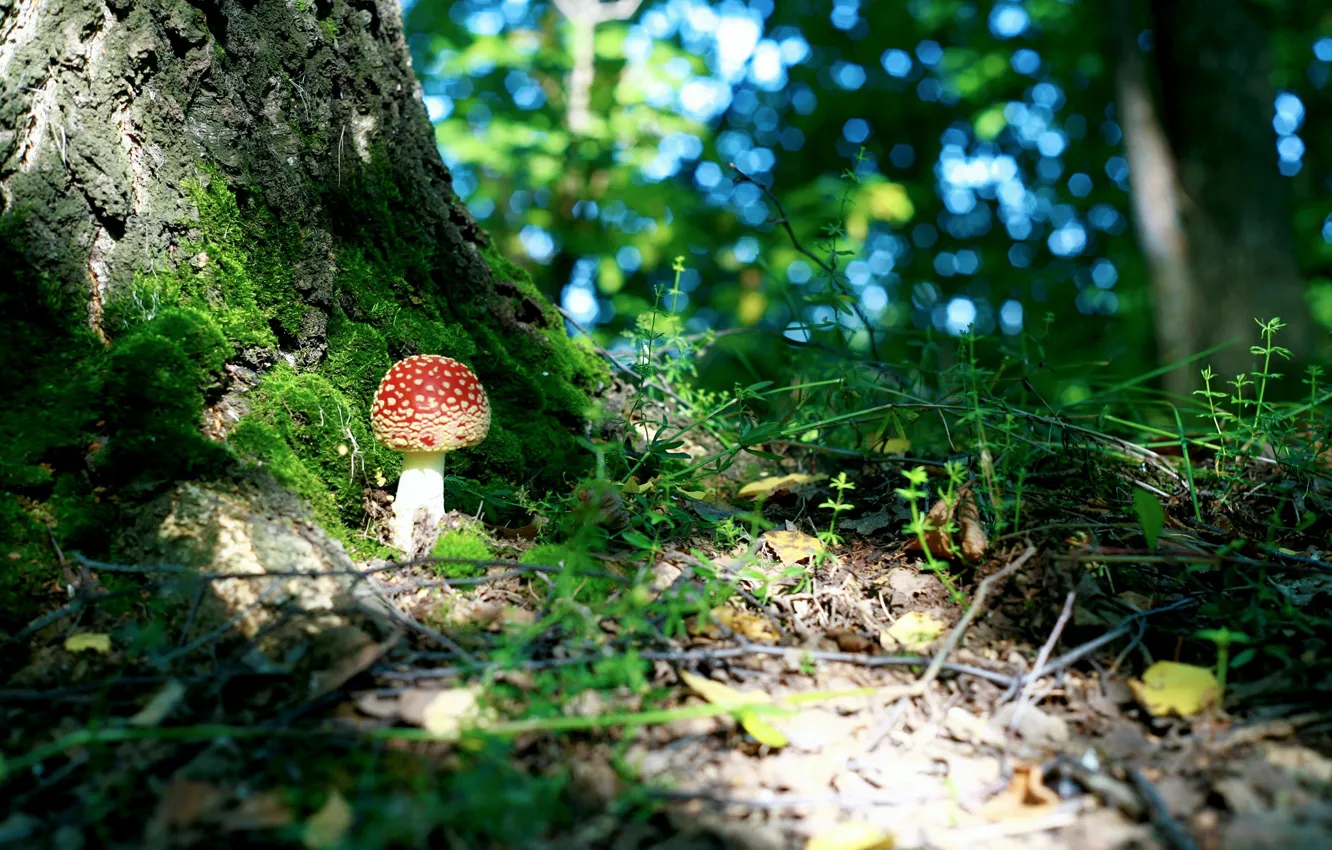 Photo wallpaper greens, forest, macro, trees, foliage, mushrooms, moss, mushroom