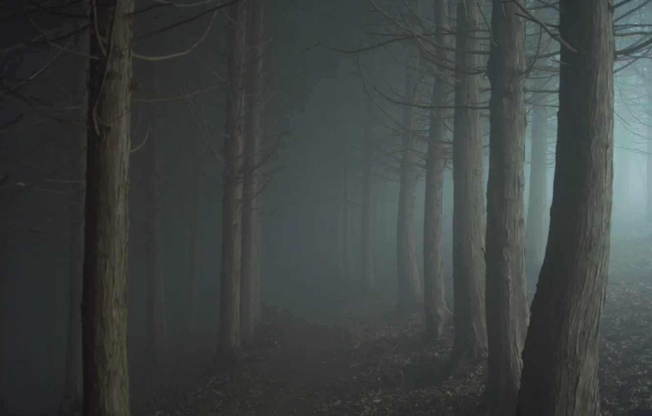 Photo wallpaper road, forest, fog, the darkness, twilight, path