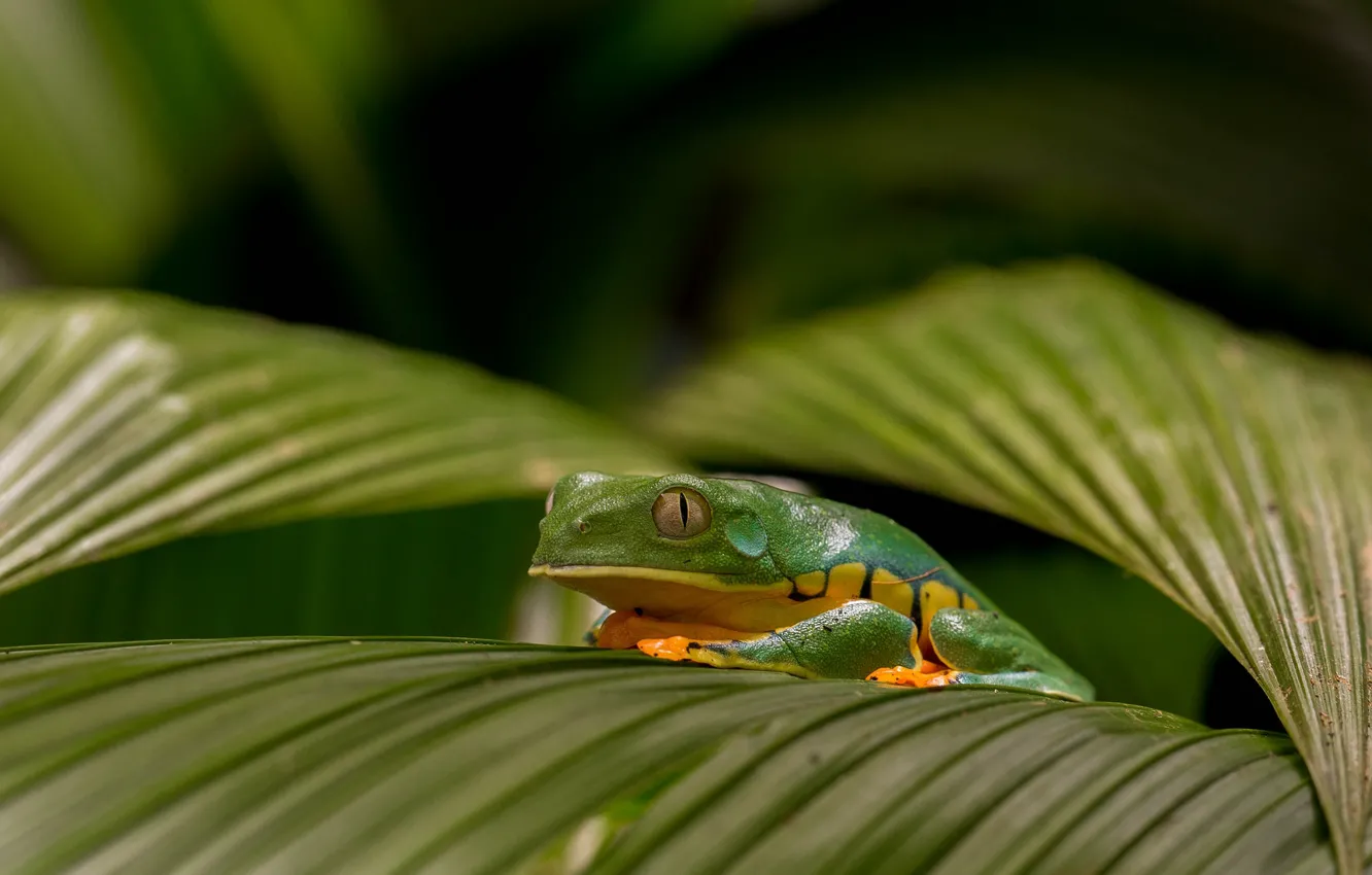 Photo wallpaper leaves, green, frog
