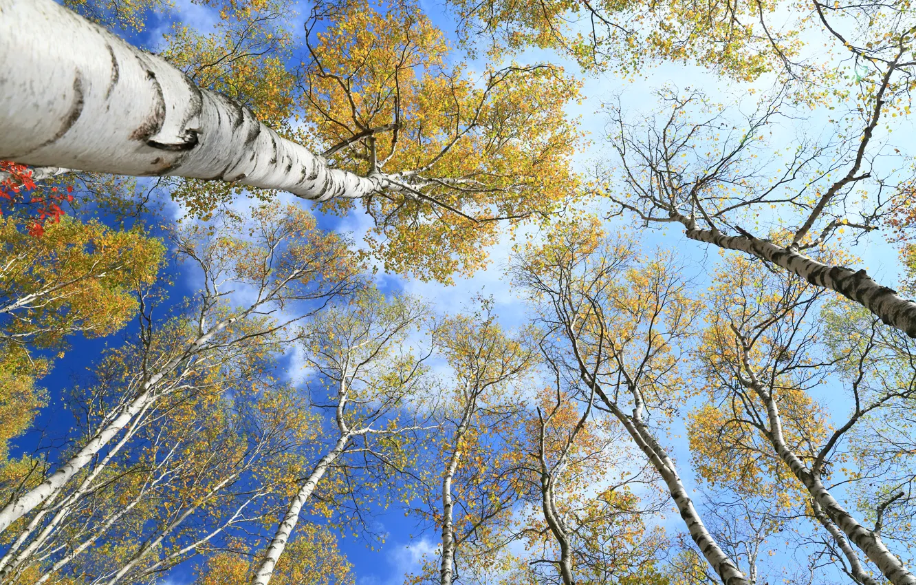 Photo wallpaper autumn, the sky, leaves, trees, trunk, aspen