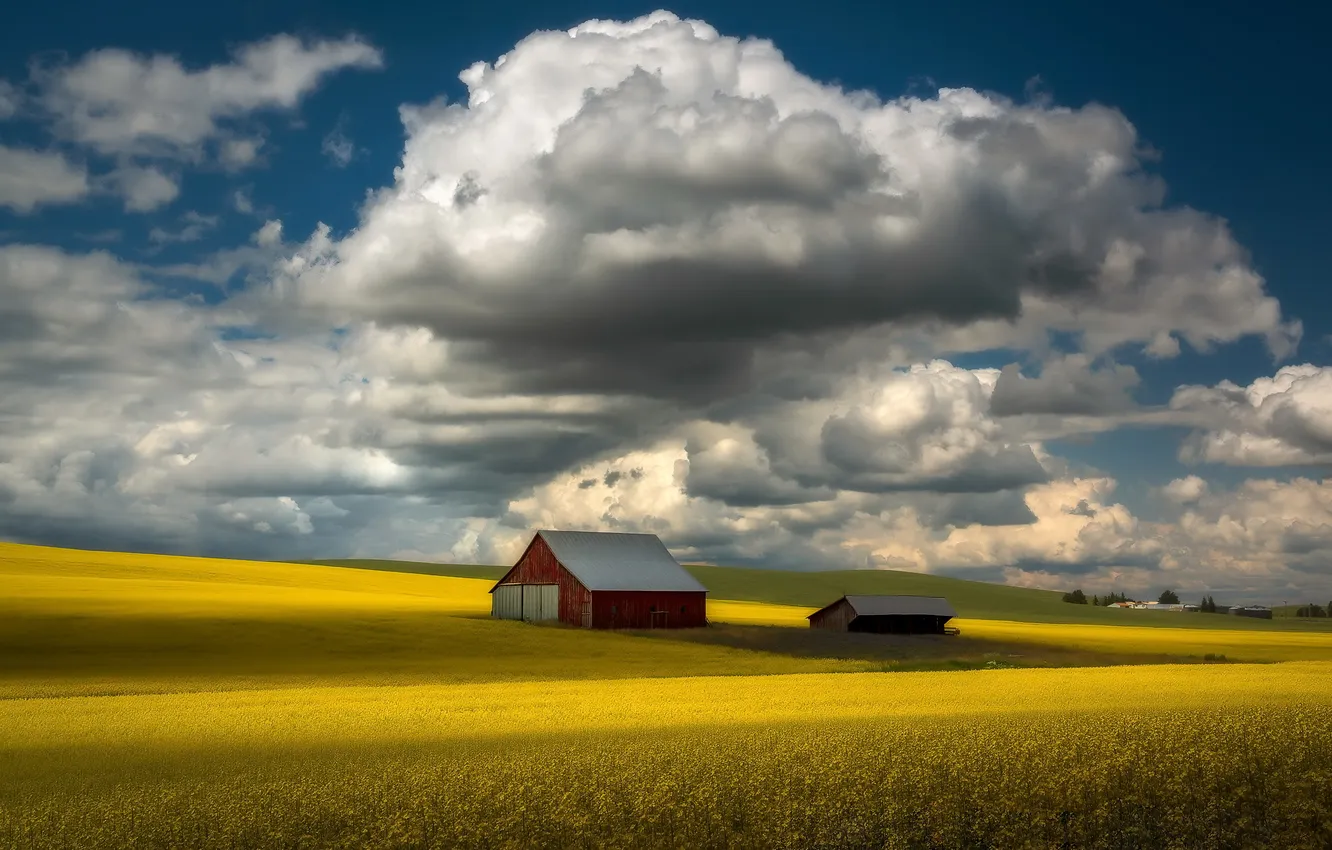 Photo wallpaper field, summer, rape