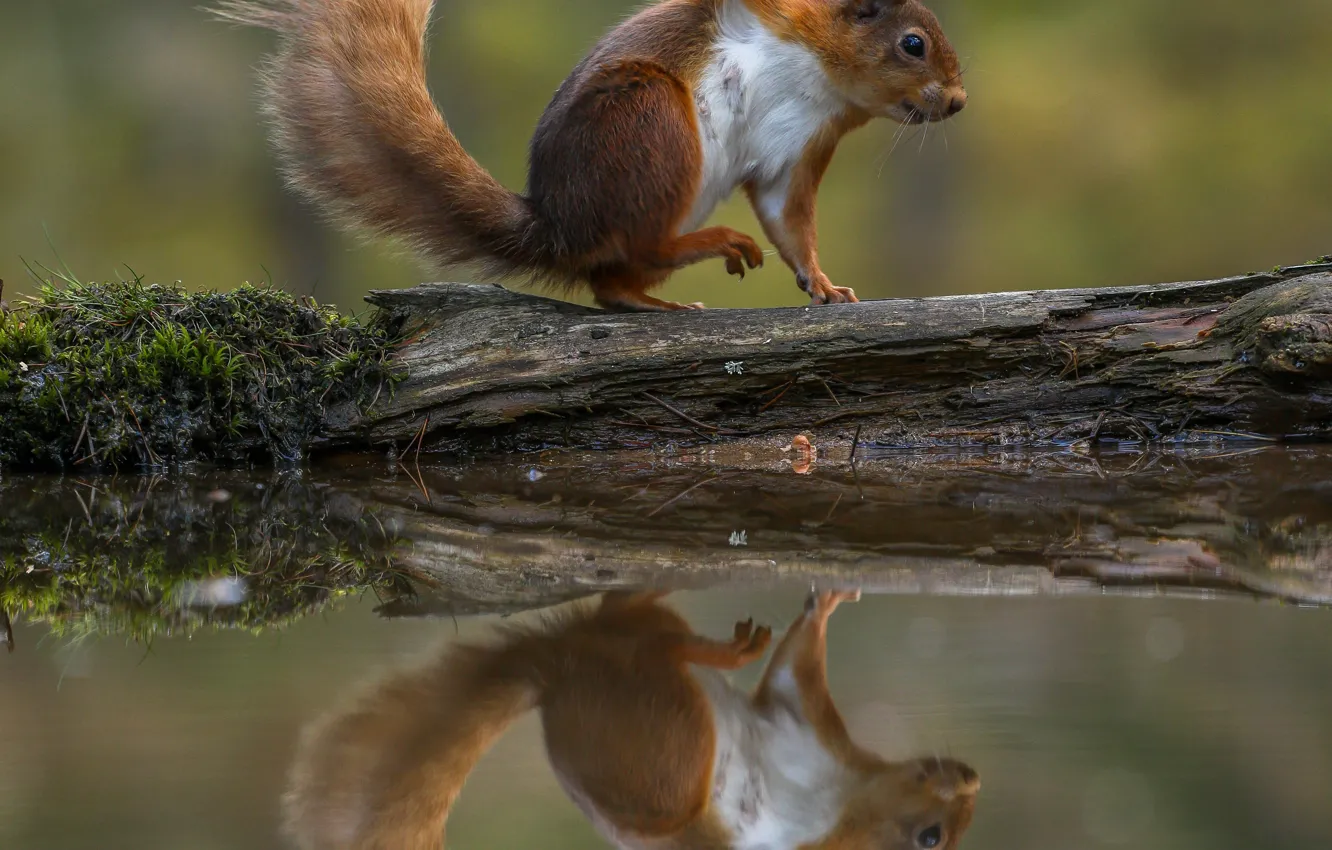 Photo wallpaper water, nature, pose, reflection, animal, protein, log, animal