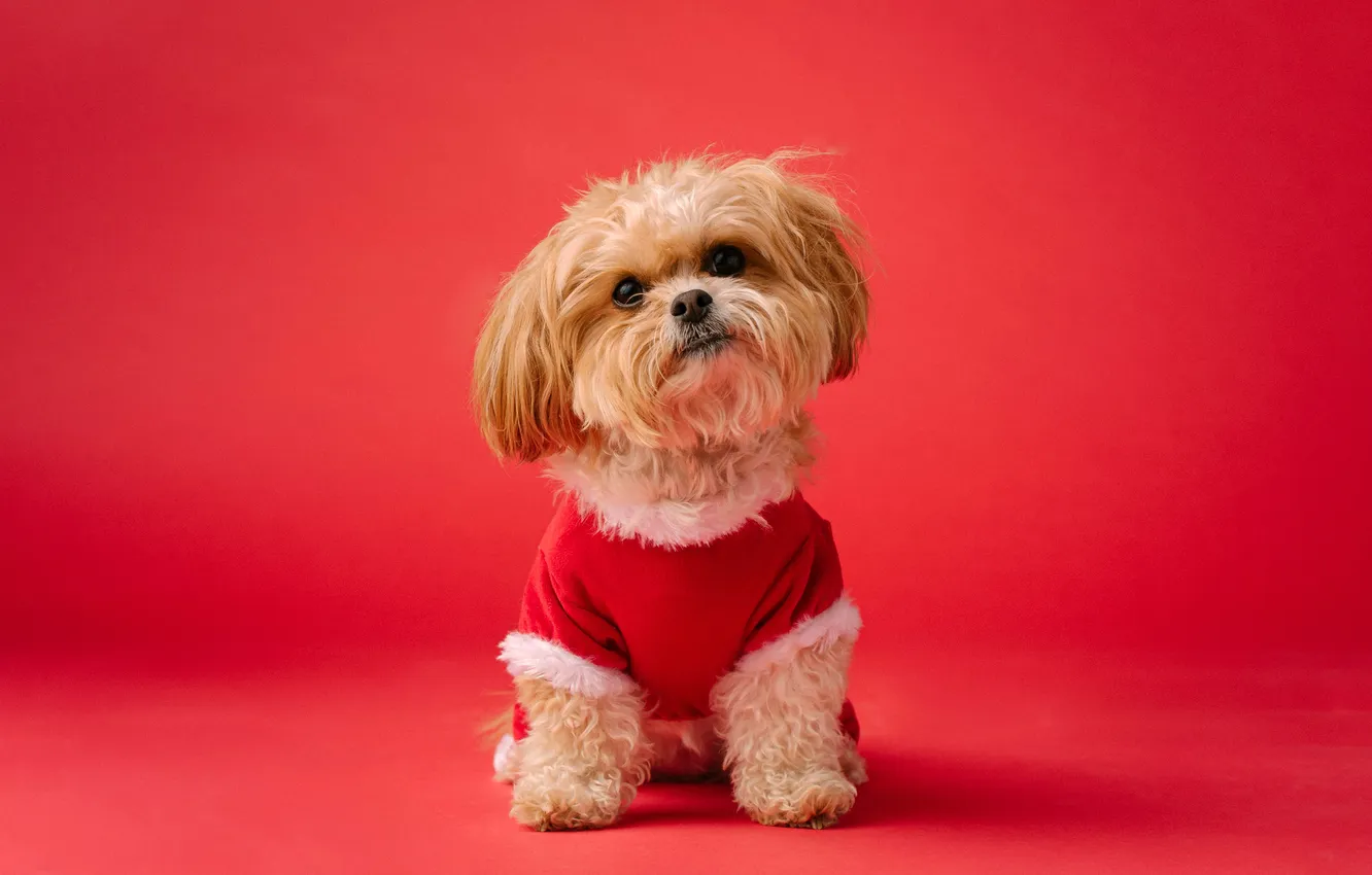 Photo wallpaper Red aesthetic, Shih Tzu, Cute dog