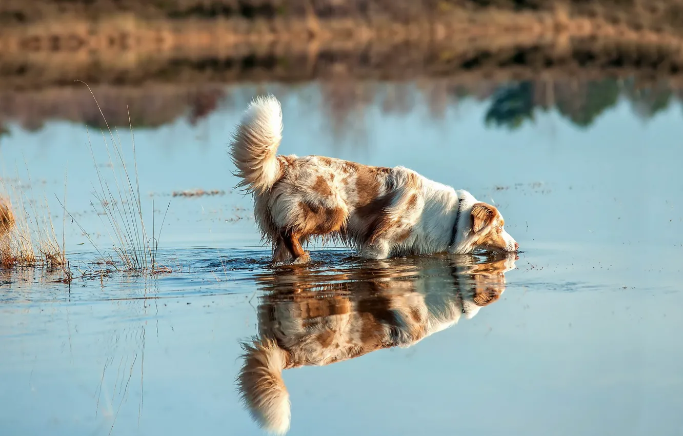 Photo wallpaper water, lake, thirst, dog, Man's best friend