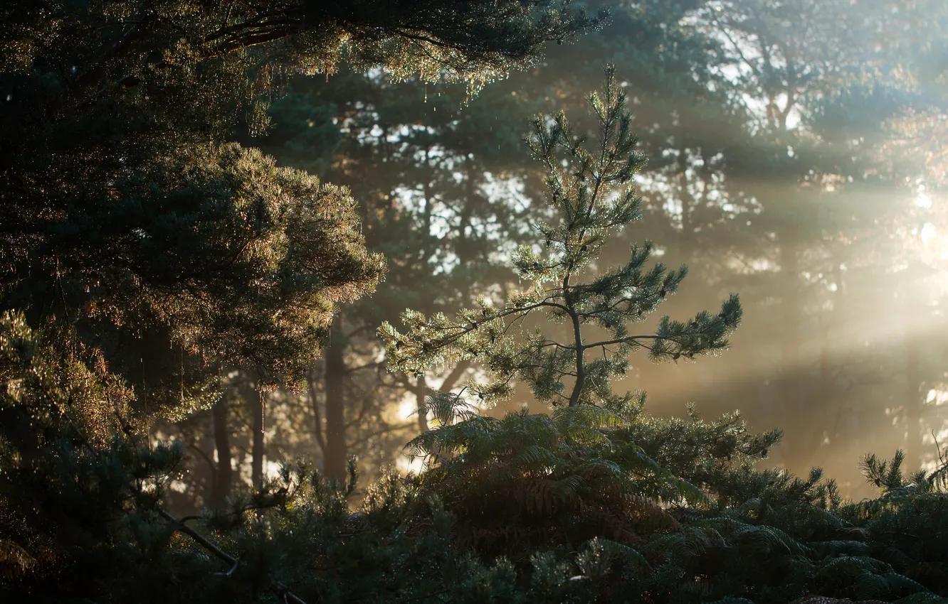 Photo wallpaper forest, morning, Suffolk