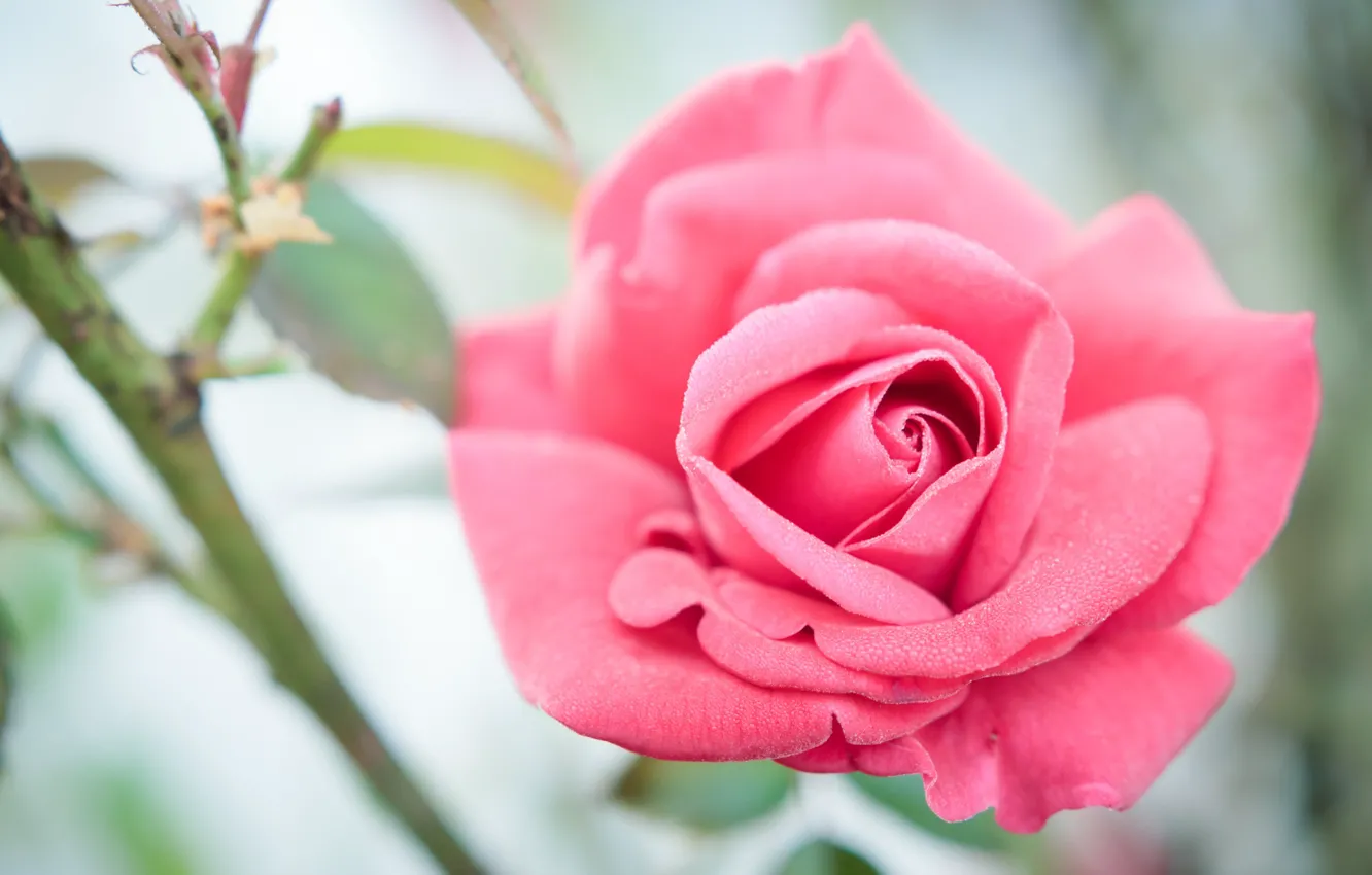 Photo wallpaper flowers, background, roses, pink, buds, rosette