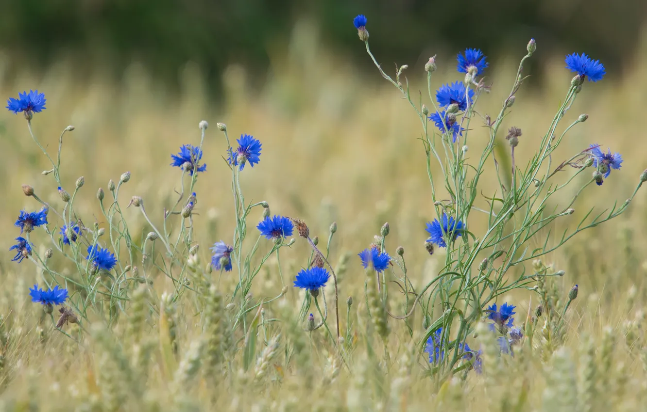 Photo wallpaper field, summer, flowers, glade, blue, ears, cereals, blue