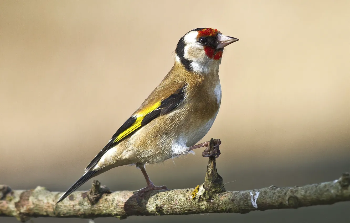 Photo wallpaper branches, background, bird, bird, goldfinch