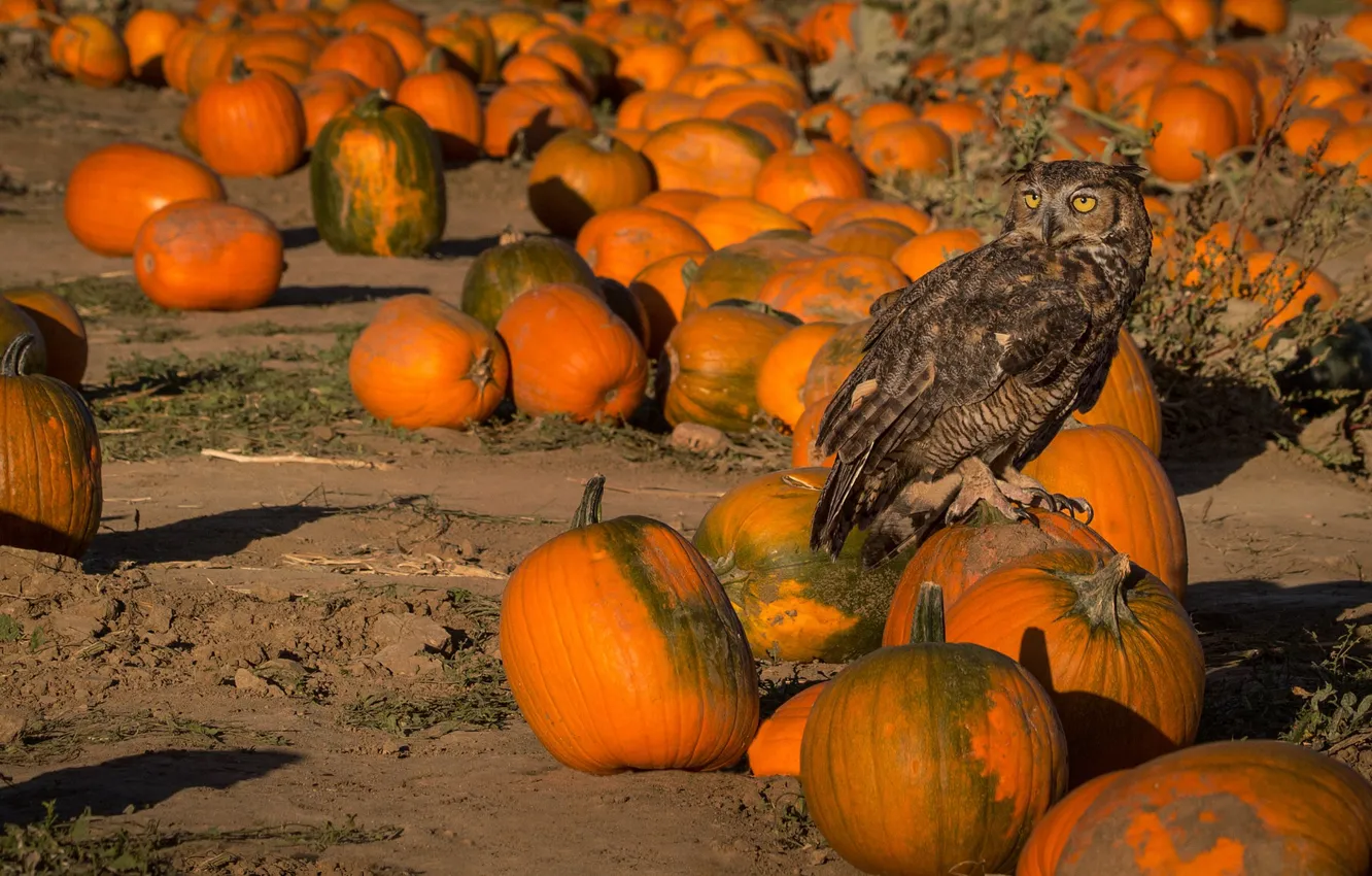 Photo wallpaper owl, bird, pumpkin, Virgin Filin