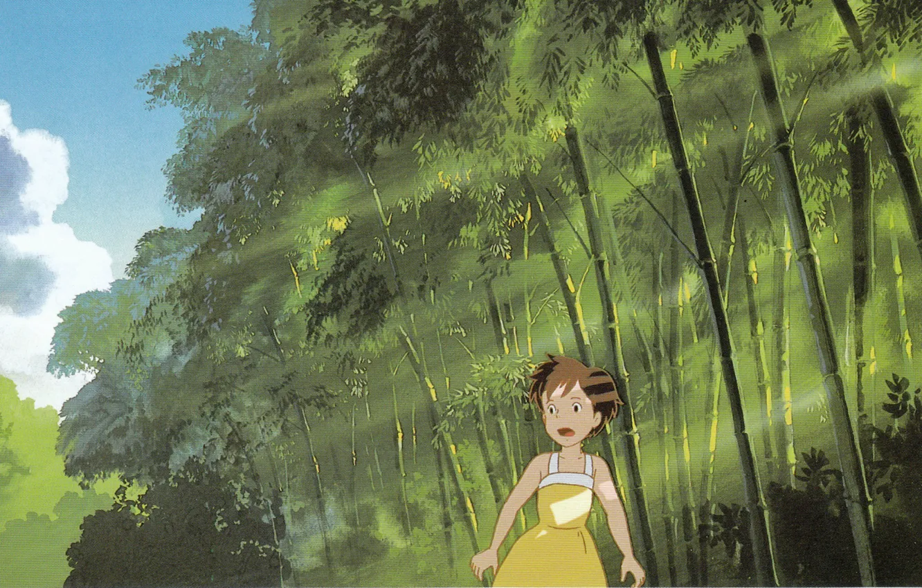 Photo wallpaper summer, light, foliage, bamboo, the rays of the sun, my neighbor Totoro, searches, tonari no …