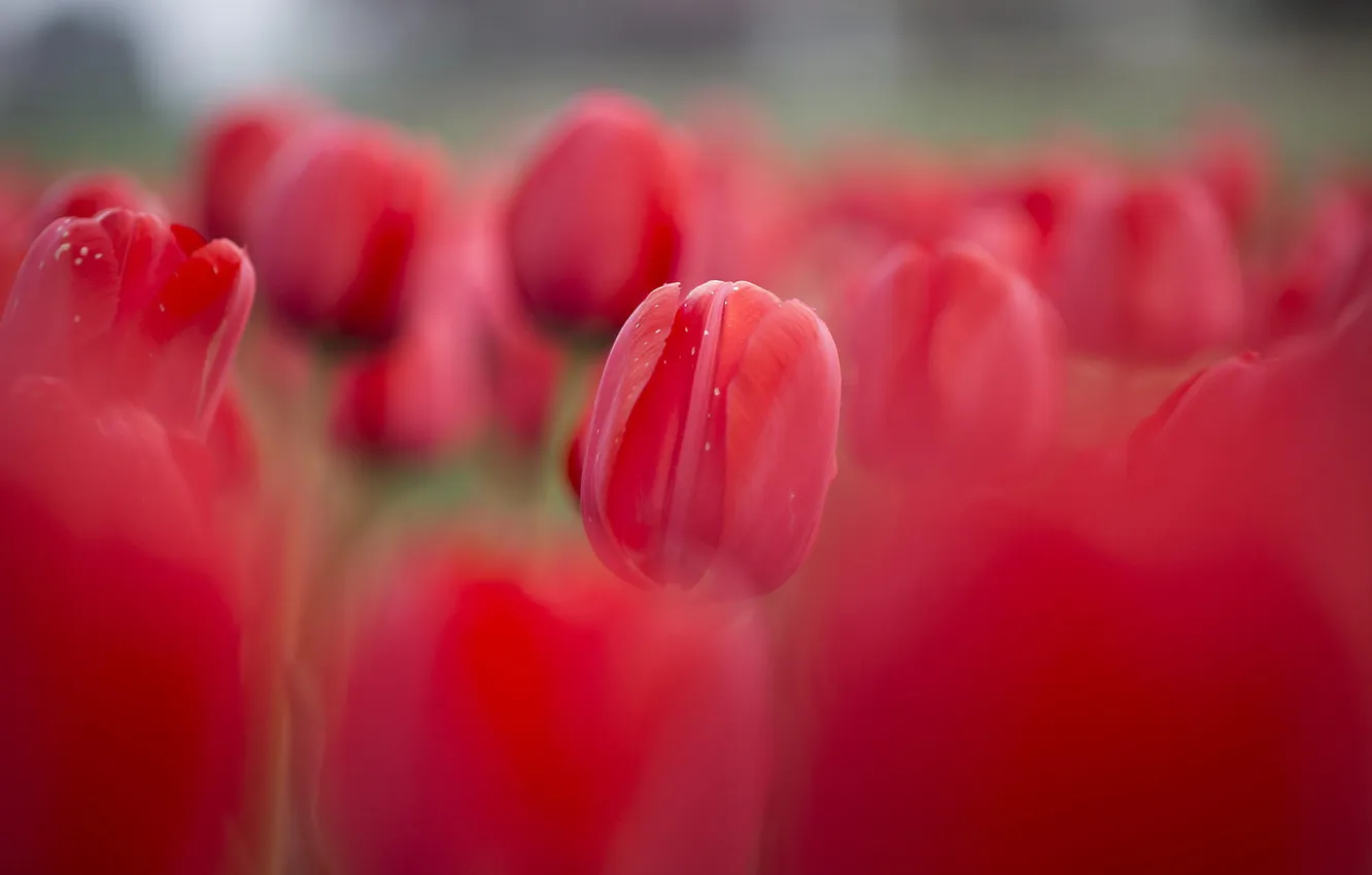 Photo wallpaper flowers, spring, tulips, red, flowerbed