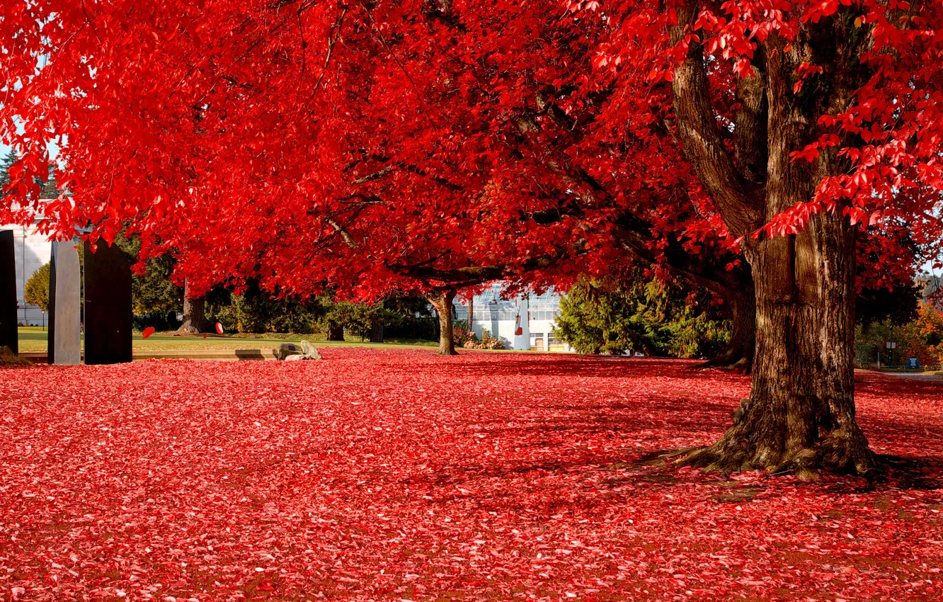 Photo wallpaper autumn, leaves, landscape, tree, beautiful, red
