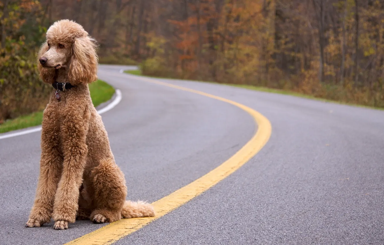 Photo wallpaper road, dog, poodle
