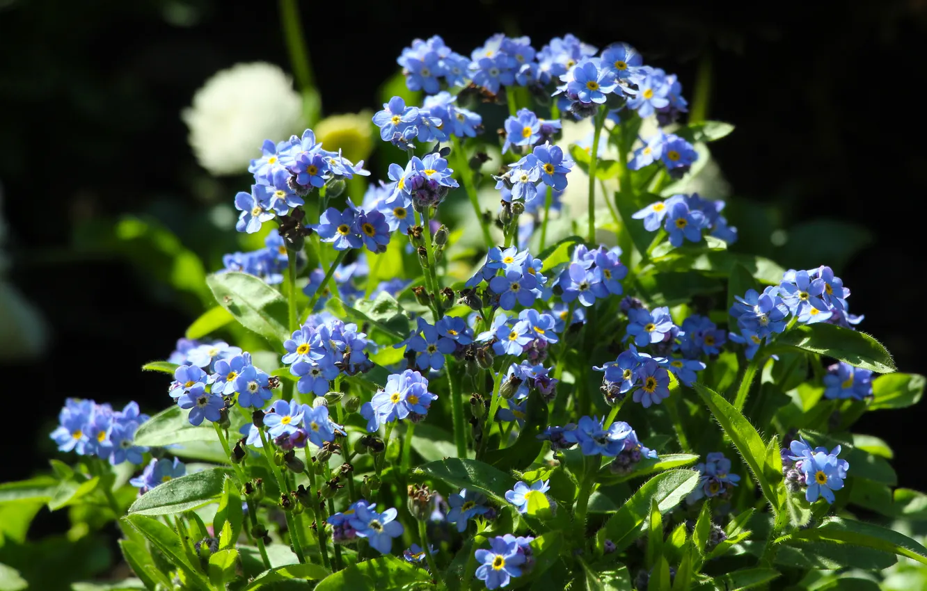 Photo wallpaper blue, garden, spring, blooming