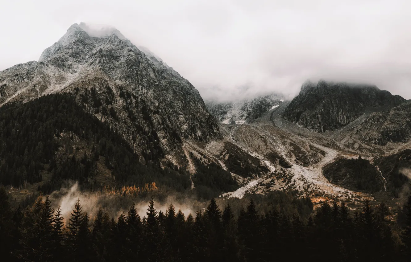 Photo wallpaper forest, trees, landscape, mountains, nature, fog, trees, landscape