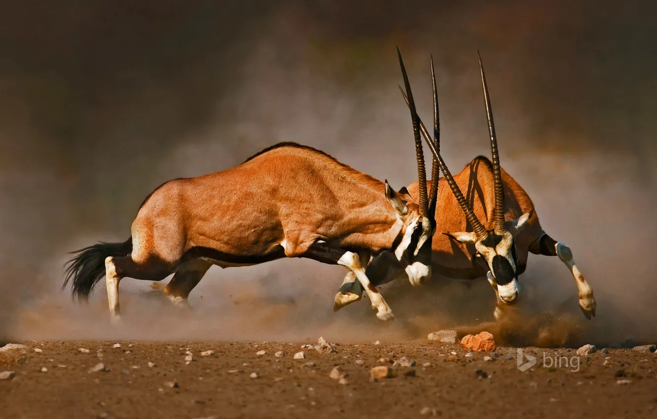 Photo wallpaper horns, Africa, Namibia, tournament, Etosha National Park