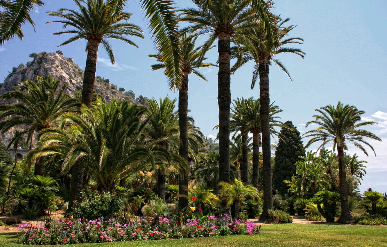 Photo wallpaper grass, flowers, Park, palm trees, France, lawn, Menton