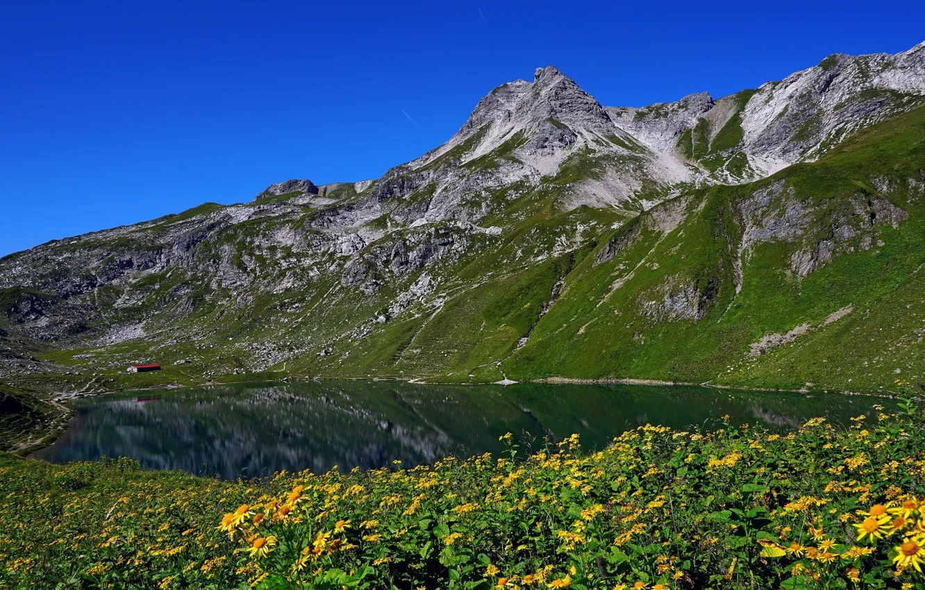 Photo wallpaper flowers, mountains, lake