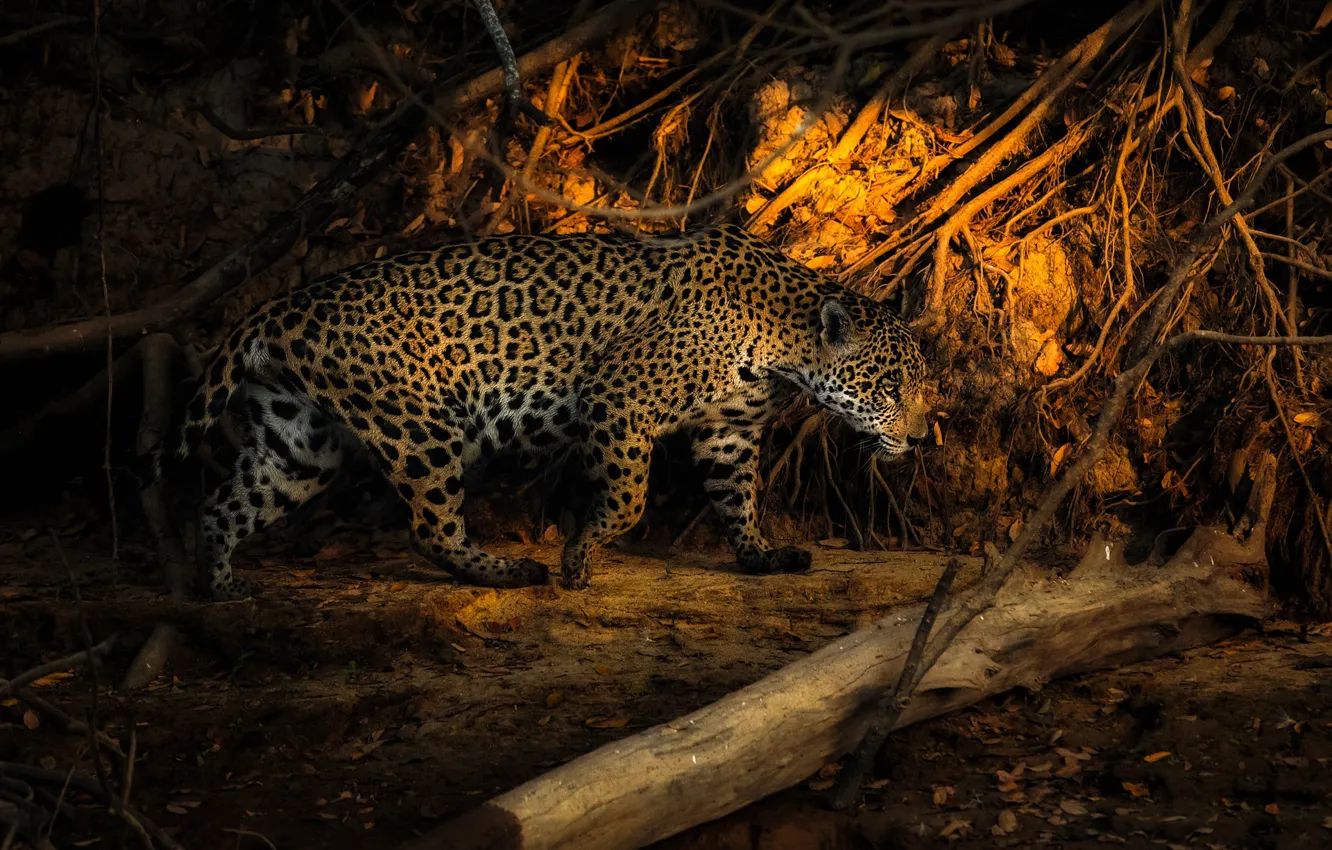 Photo wallpaper light, branches, nature, Jaguar, log