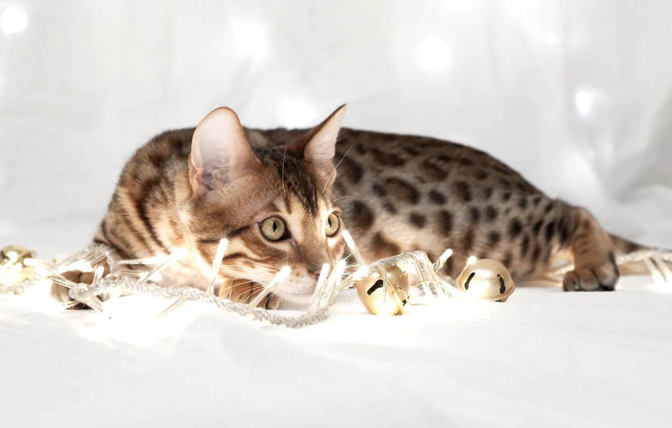 Photo wallpaper cat, lies, garland, looks