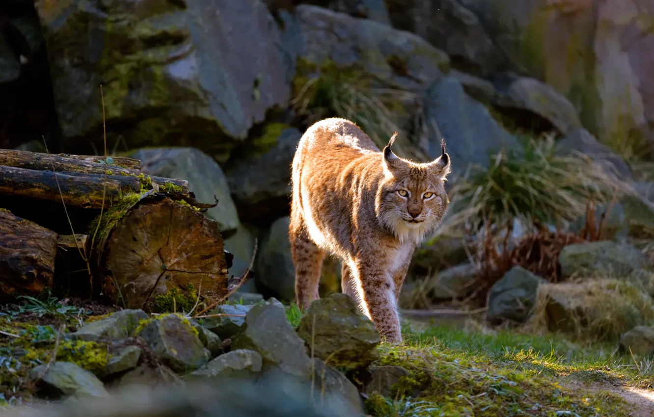 Photo wallpaper cat, look, pose, stones, walk, lynx, wild, logs