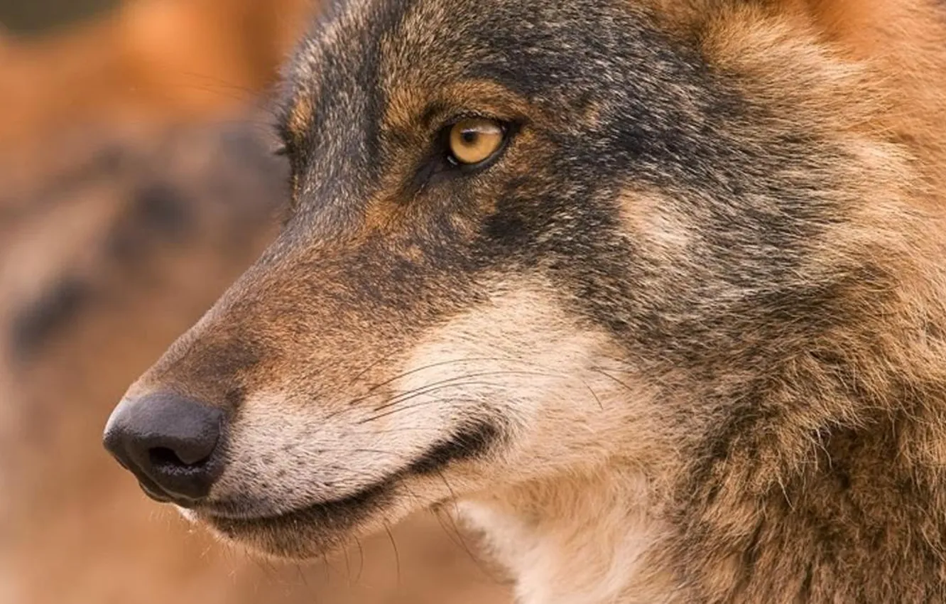 Photo wallpaper nature, Gray Wolf, face, animal, wolf, canis lupus, wildlife, head