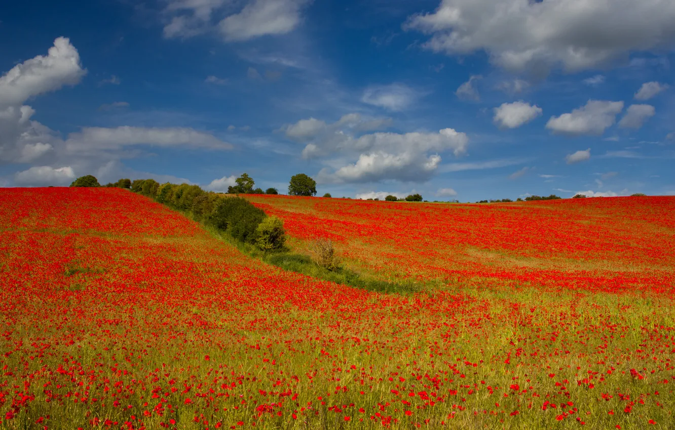 Photo wallpaper field, the sky, clouds, trees, flowers, hills, Maki, meadow