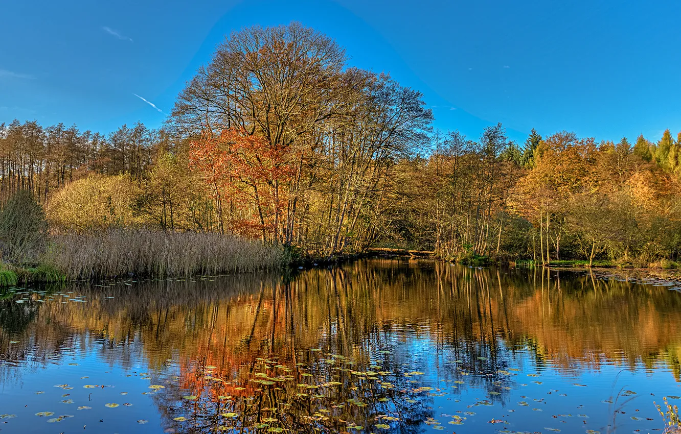 Photo wallpaper autumn, forest, the sky, trees, lake, pond
